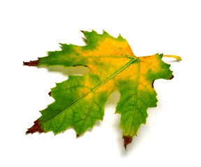 Multicolor maple leaf on white