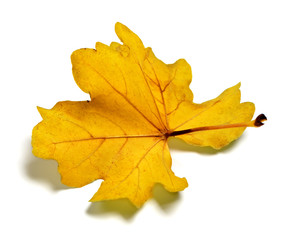Fototapeta na wymiar Backside of golden autumn oak leaf