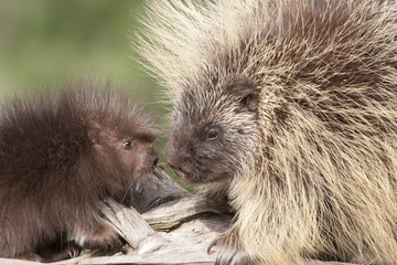 Close of Mom and Baby Porcupine Faces