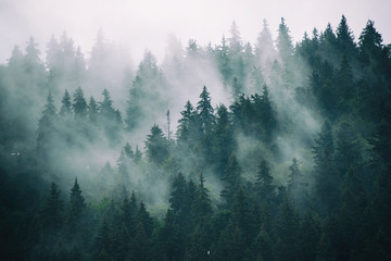 Fototapeta Misty landscape with fir forest in hipster vintage retro style obraz