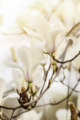 Blossoming of magnolia white flowers in spring time, retro vintage hipster image