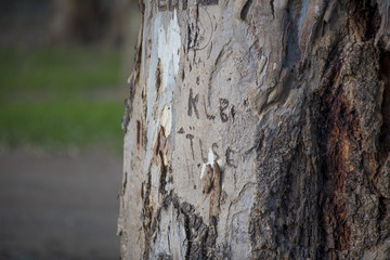 Engraving on large tree bark