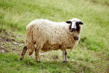 Fototapeta premium Single white sheep grazing at green meadow, natural agriculture background