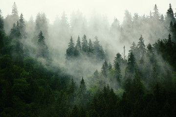Fototapeta Misty landscape with fir forest in hipster vintage retro style obraz