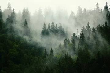 Fototapete Morgen mit Nebel Neblige Landschaft mit Tannenwald im Hipster-Vintage-Retro-Stil