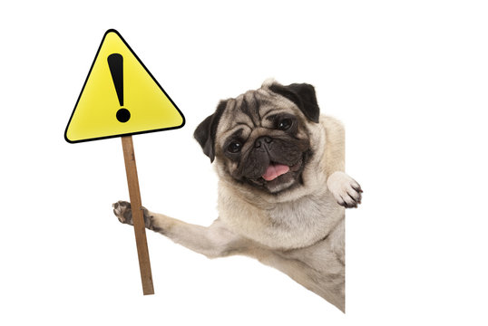 smiling pug puppy dog holding up yellow warning, attention sign with exclamation mark, isolated on white background