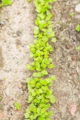 Radish sprouting in garden