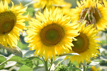 sunflower