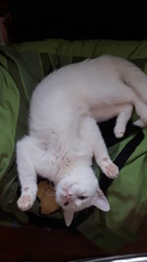 Weiße Katze ganz entspannt 