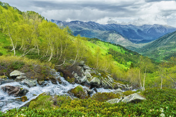 Obraz premium River in the mountains Arkhyz. The beautiful summer landscape with forest mountain and water stream.