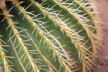 Cactus needles
