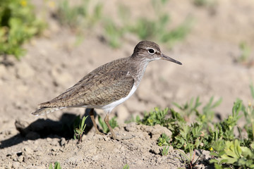 Common sandpiper on the ground close up