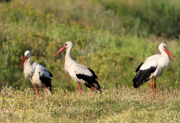 Group of white storks on the field. Nice blurry background