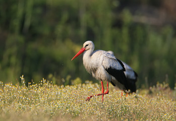 One white stork on the field. Nice blurry background