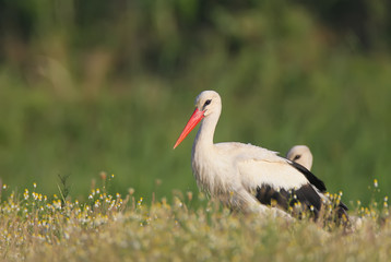 One white stork on the field. Nice blurry background