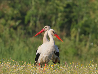 Two white storks lovely portrait