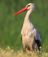 Portrait of white stork