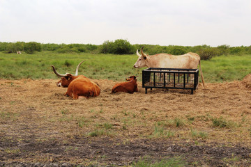 Texas Longhorn Cattle and Calf South Texas