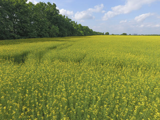 Field of flowering rape. Rape, a syderatic plant with yellow flowers. Field with siderates.