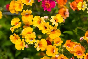 Beautiful small flowers blooming in garden