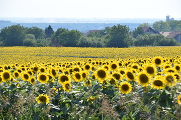 Fototapeta premium sunflower