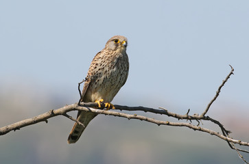 Common cestrel on the branch