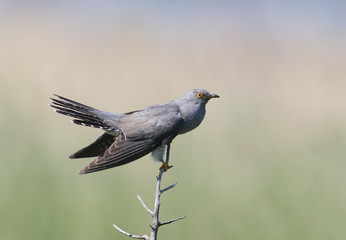 Obraz premium Common cuckoo on the branch. Nice blurry background
