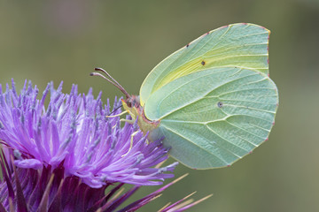 Brimstone Butterfly (Gonepteryx rhamni)/Brimstone Butterfly feeding on large thistle