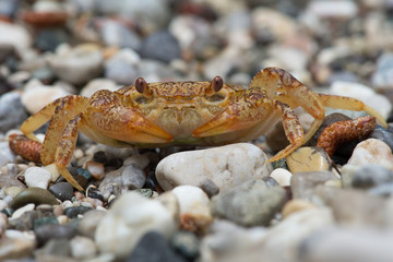 Freshwater Crab (Potamon potamios)/Potamon Potamios Freshwater Crab in stony riverbed