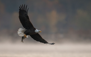 Fototapeta premium Bald Eagle