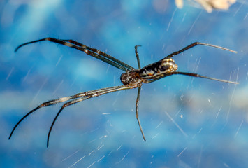 Linda aranha
