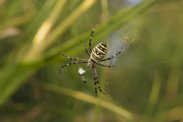 Striped spider