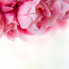 Fresh dark pink peony flowers close up with copy space on abstract pink and blue background © neirfy
