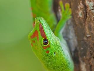 Day Gecko, Madagascar