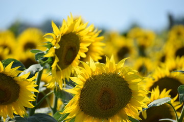 sunflower