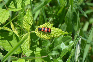 lato © Danuta