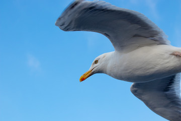 Flying seagull(European herring gull) on blue sky.