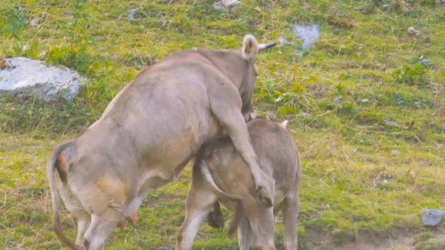 640px x 360px - Cattle Male Female Bull Cow Adult Breeding Sex Copulation Stock Video |  Adobe Stock