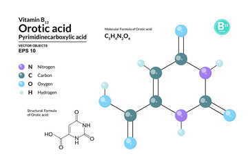 Structural chemical molecular formula and model of Orotic acid. Atoms are represented as spheres with color coding isolated on background. 2d, 3d visualization and skeletal formula. Vector formula