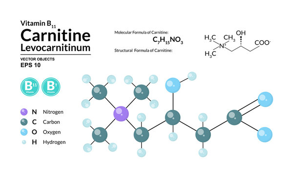 Structural chemical molecular formula and model of Carnitine. Atoms are represented as spheres with color coding isolated on background. 2d, 3d visualization and skeletal formula. Vector illustration