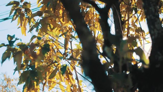 Suave paneo de un arbol en oto&ntilde;o con el sol detras. Paisaje cinematico con lensflares. Escena cinematografica de la naturaleza