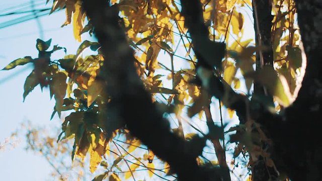Suave paneo de un arbol en oto&ntilde;o con el sol detras. Paisaje cinematico con lensflares. Escena cinematografica de la naturaleza