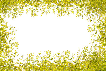 leaves frame on white background