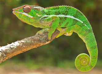 Panther Chameleon, Madagascar