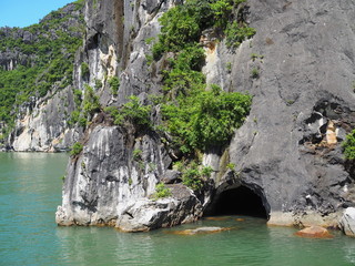 Small cave tunnel under grey cliff with tree growing, green sea water