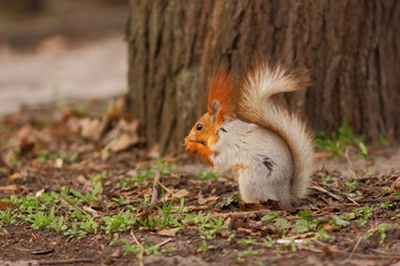 Squirrel with a fluffy tail in the forest close-up for the designer