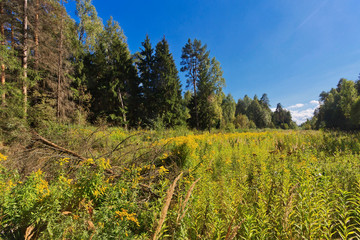 Summer forest