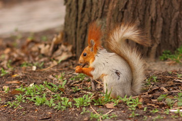 Squirrel with a fluffy tail in the forest close-up for the designer