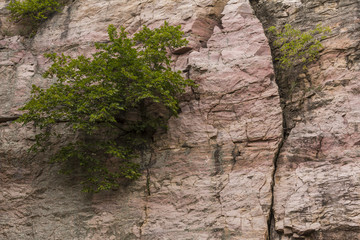 Tree In Cliff / A tree growing in the side of a cliff.