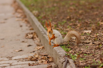 Squirrel with a fluffy tail in the forest close-up for the designer